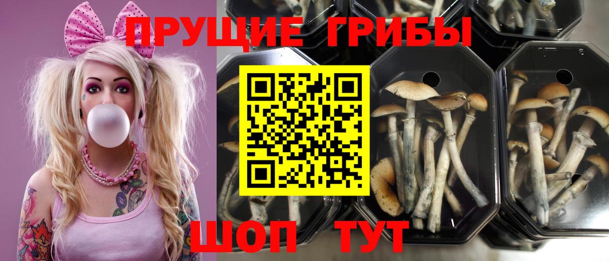 Серов  Псилоцибиновые грибы Psilocybe  Вход с VPN  Псилоцибиновые грибы Psilocybe 